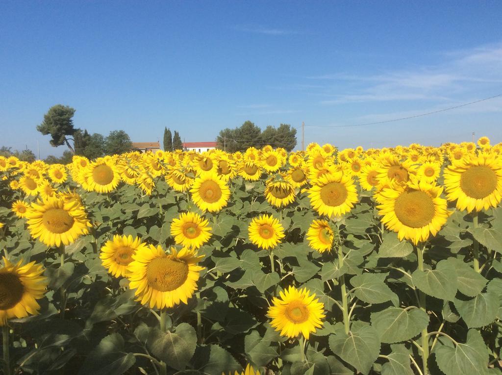 Podere Girasoli 皮昂比诺 外观 照片